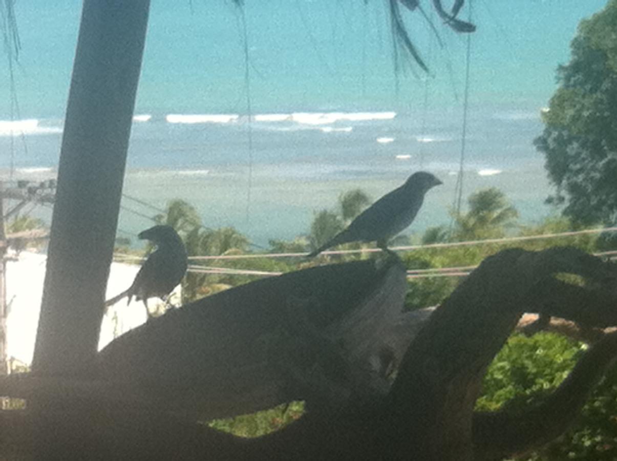Novos Baianos Hostel E Pousada Porto Seguro Exterior foto Two juvenile birds